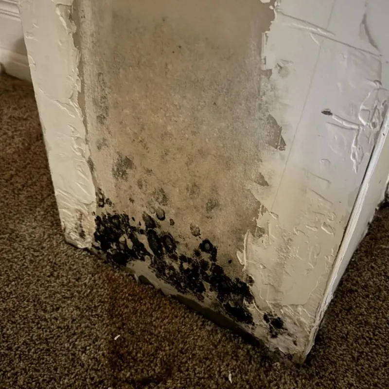 Professional Mold Removal in McConnell AFB, KS